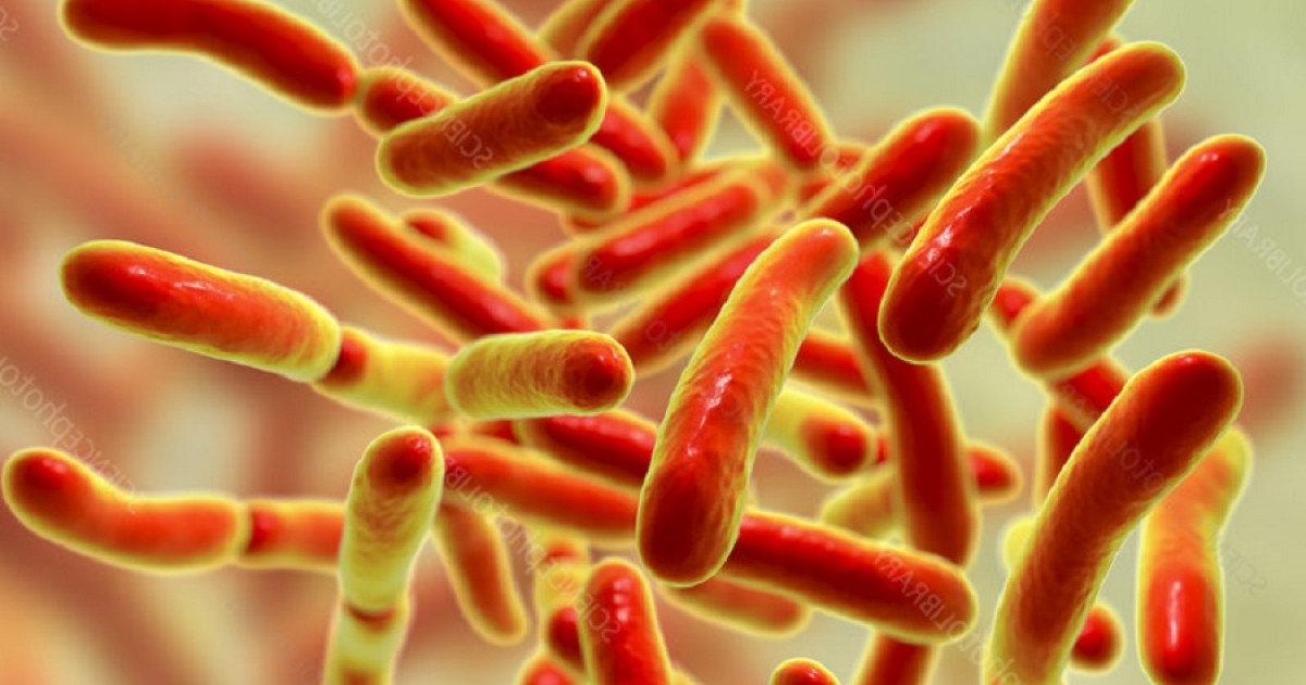 bacterias-habitan-intestino-social